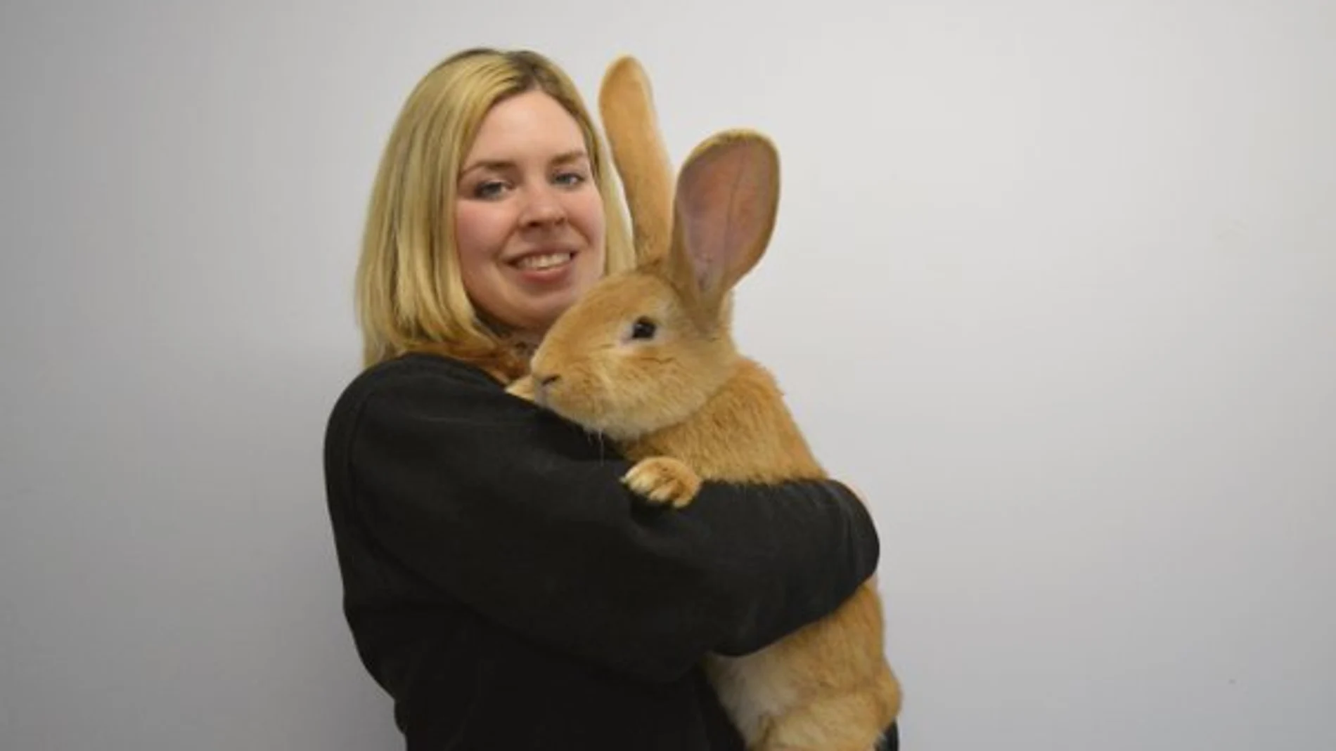 Atlas, conejo gigante que busca un nuevo hogar en Escocia