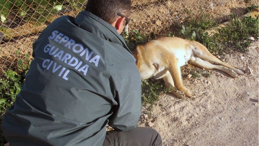 Imagen de archivo de la Guardia Civil atendiendo a un animal