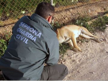 Imagen de archivo de la Guardia Civil atendiendo a un animal