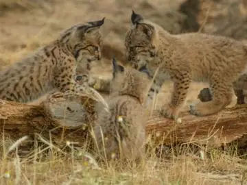 Tres cachorros de lince recién nacidos Tres cachorros de lince recién nacidos