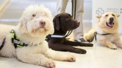 Bruselas autoriza la primera vacuna española contra la leishmaniosis canina