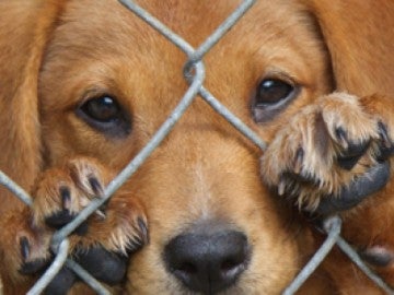 Un perro abandonado en un refugio