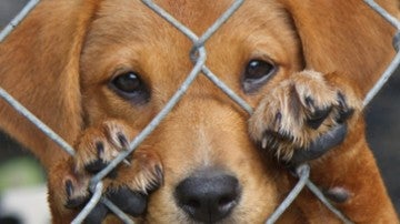 Un perro abandonado en un refugio