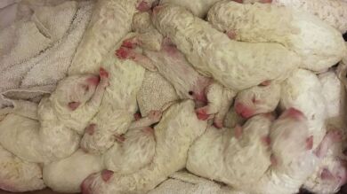 Una perra da a luz a una camada de 17 cachorros en California