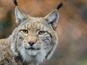 Lince Boreal