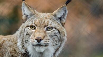 Muere atropellado 'Kentaro', el lince viajero que recorrió 3.000 kilómetros entre España y Portugal