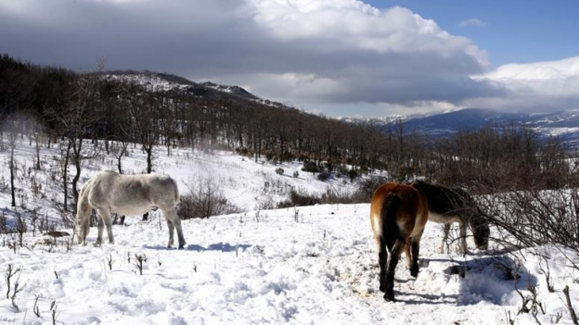 Nuevo frente fr&iacute;o con nevadas 
