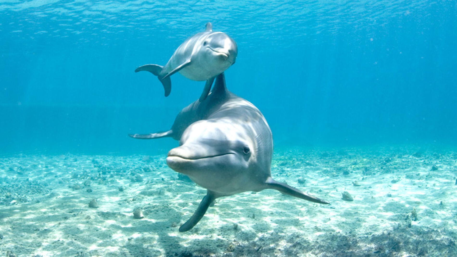 Una hembra de delf&iacute;n con su cr&iacute;a 