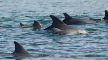 Hembras de delfín mular nadando junto a sus crías