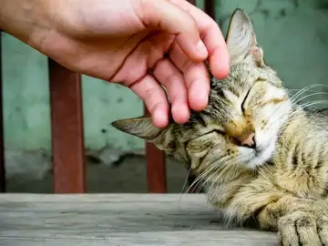 Gato siendo acariciado Gato siendo acariciado