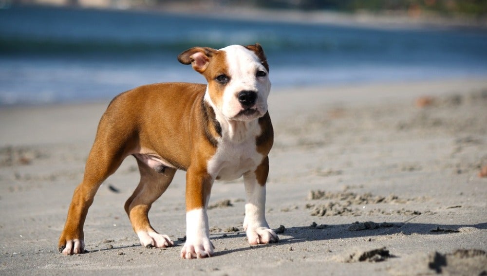 Cachorro de pitbull