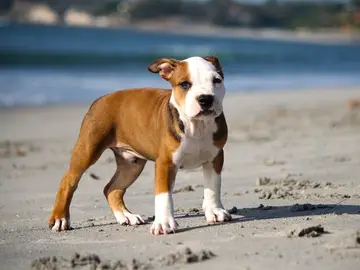 Cachorro de pitbull Cachorro de pitbull