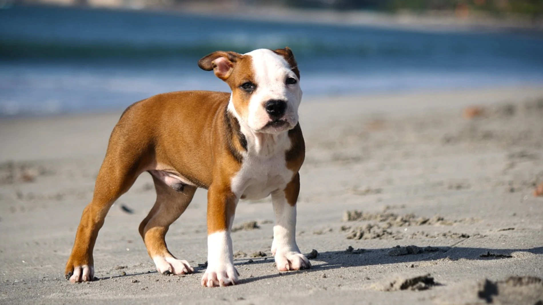 Cachorro de pitbull Cachorro de pitbull