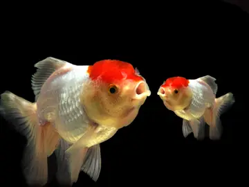 Peces Peces