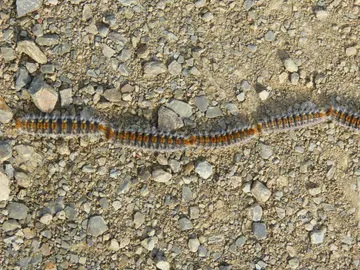 Oruga procesionaria Oruga procesionaria