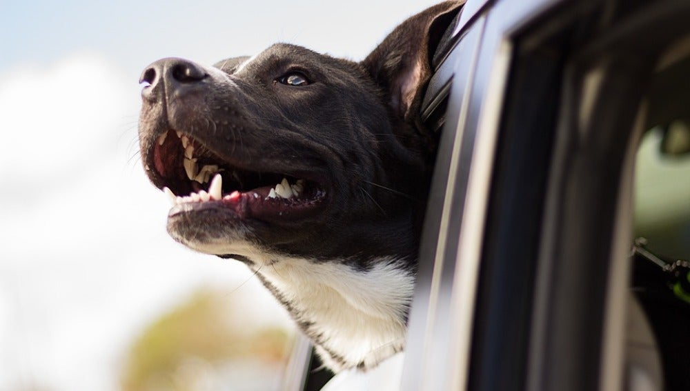 Perro viajando en coche