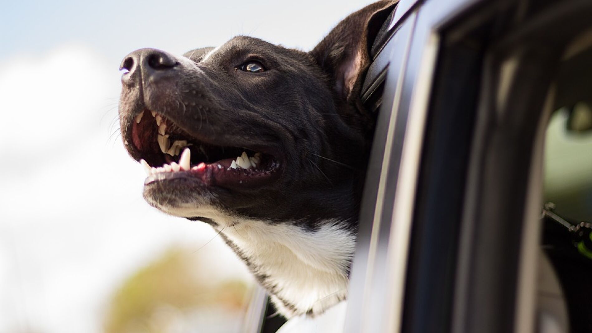 Perro viajando en coche