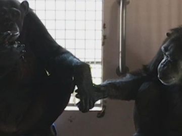 Unos chimpacés inseparables