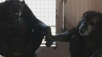 La reacción de un chimpancé tras tener compañía después de 18 años solo