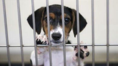 PSOE, Podemos y Ciudadanos proponen prohibir la venta de animales en tiendas