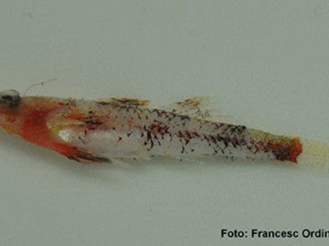 Speleogobius llorisi