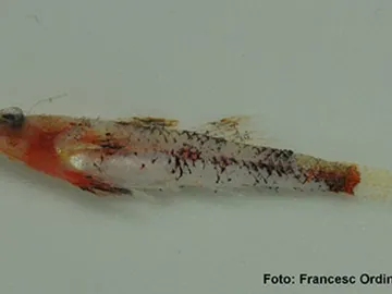 Speleogobius llorisi Speleogobius llorisi