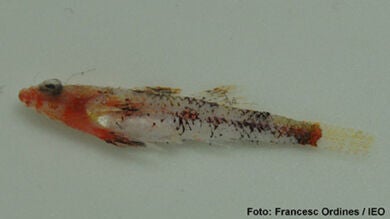 Descubren una nueva especie de pez en los fondos de algas rojas de Baleares