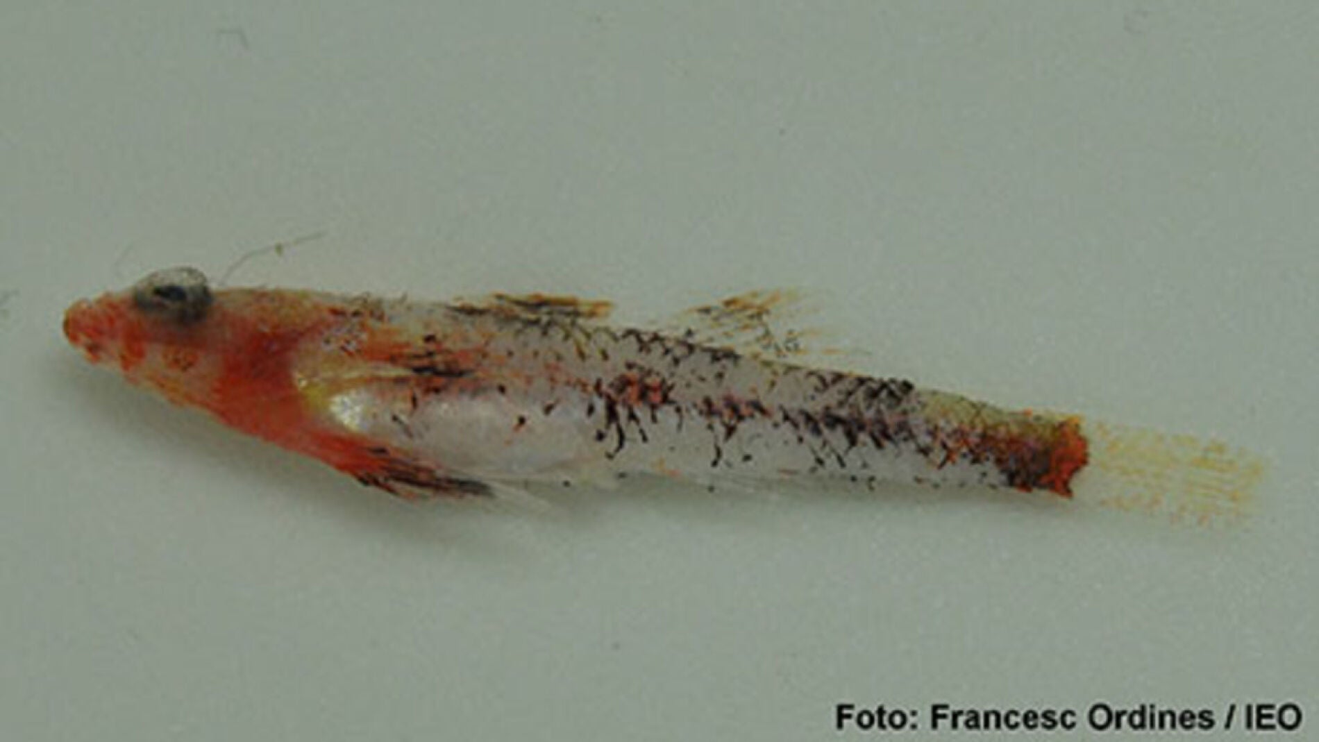 Speleogobius llorisi