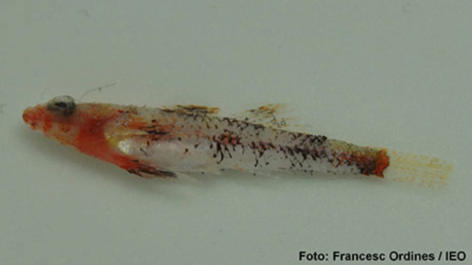 Speleogobius llorisi Speleogobius llorisi