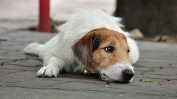 Perro abandonado