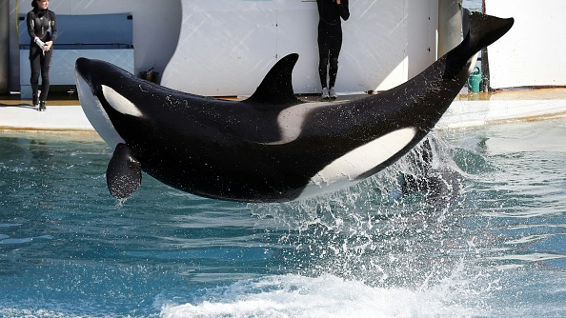 Seaworld Seaworld