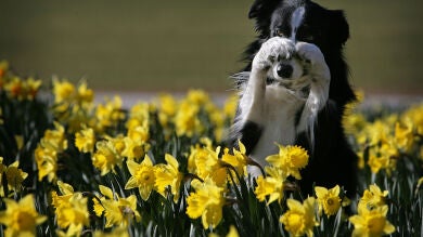 La primavera que llega será menos lluviosa tras el invierno más caluroso en 55 años
