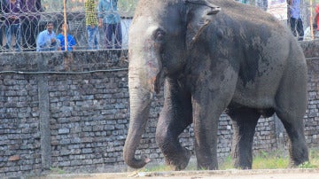 Elefante en la India