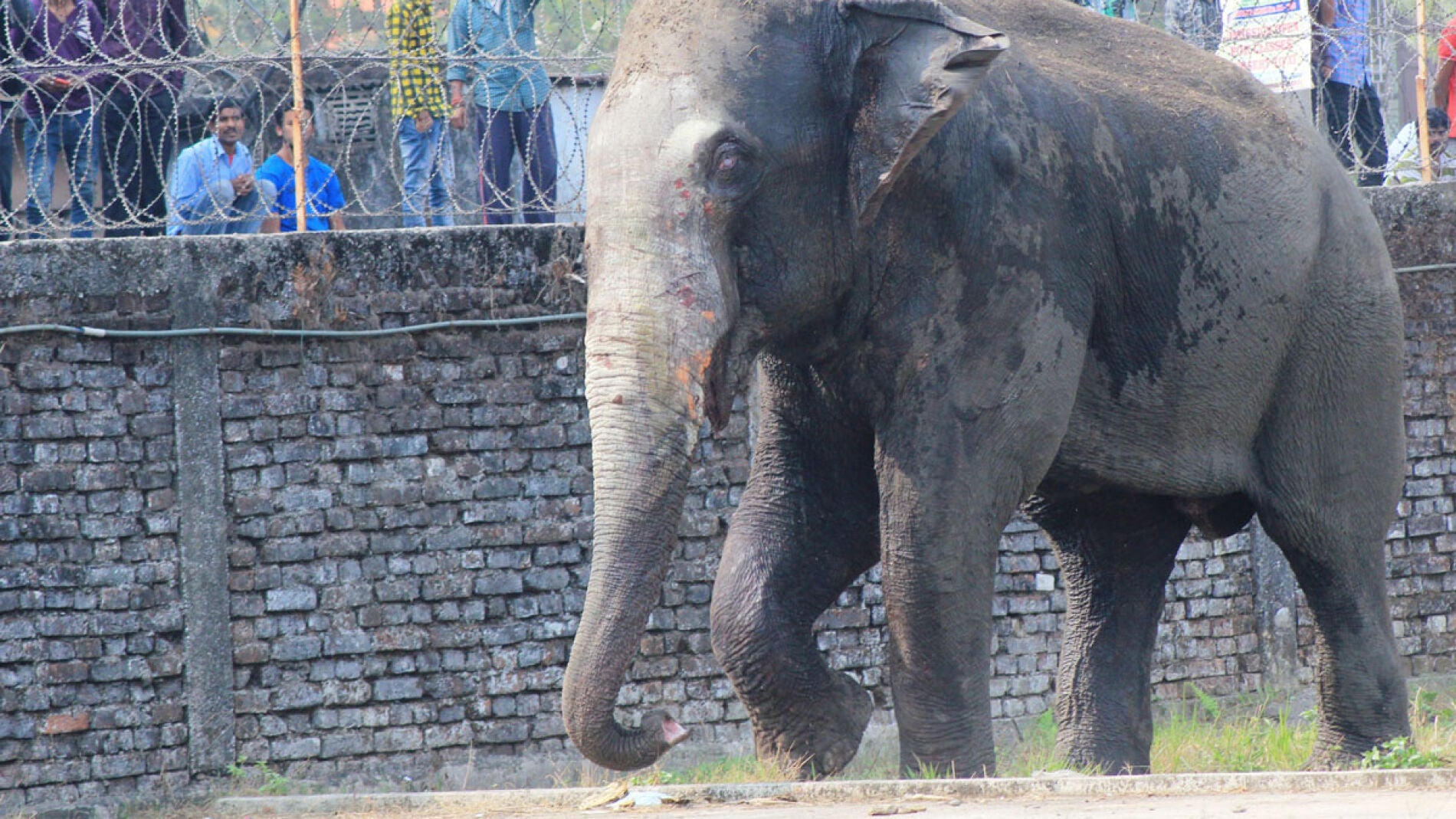 Elefante en la India