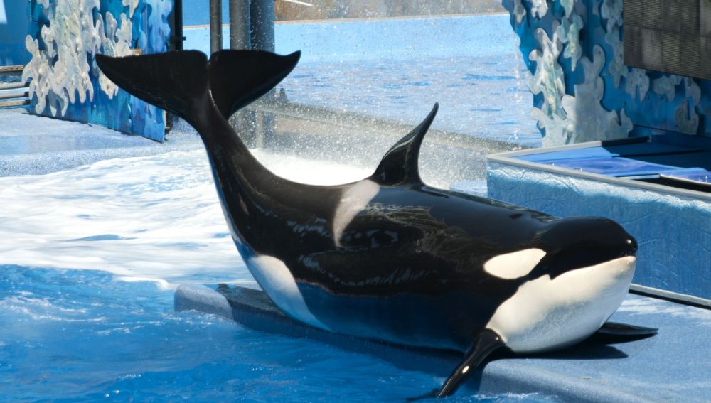 Orca en cautividad