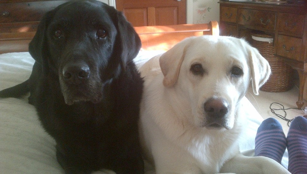 Mabel (d) junto a su compañero Murphy (i)