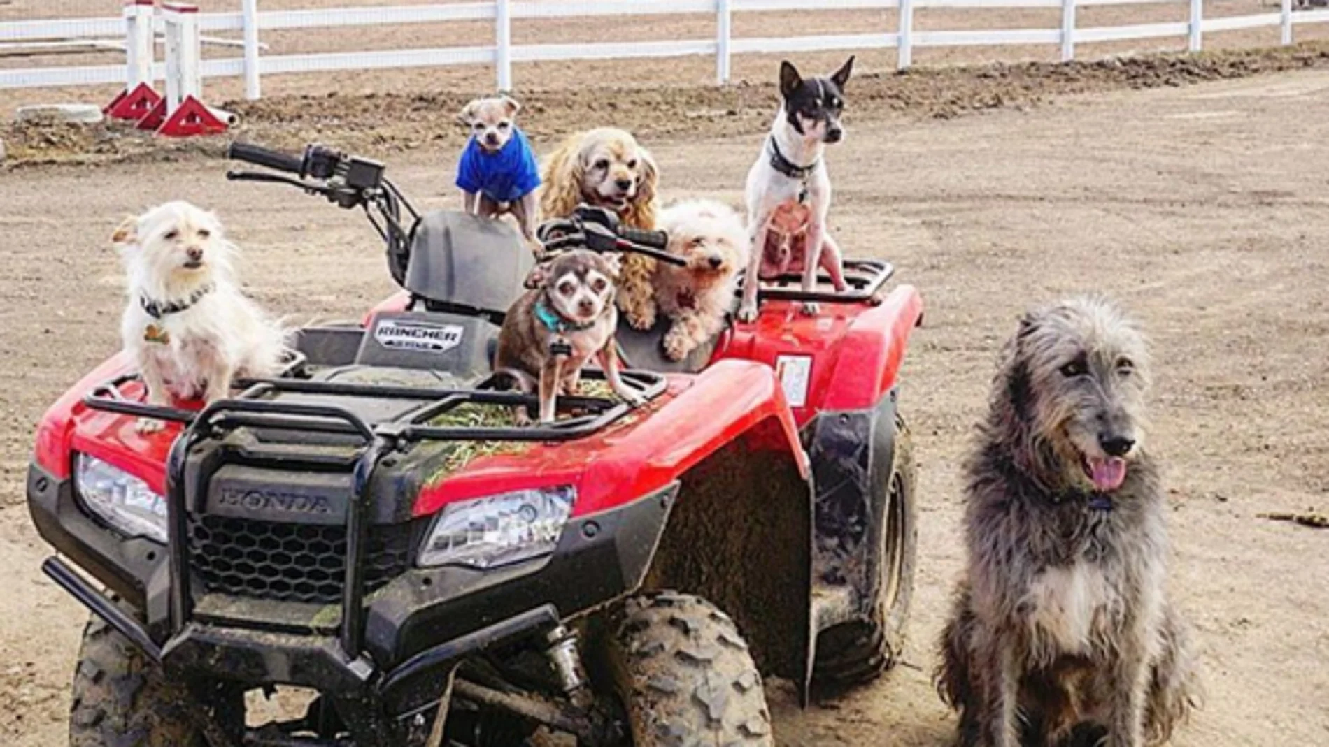 Los animales disfrutan de un día al aire libre Los animales disfrutan de un día al aire libre