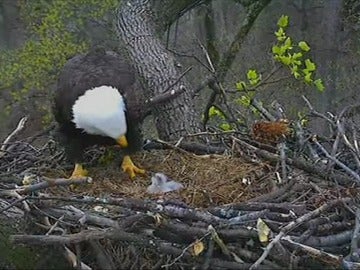 Acontecimiento animal en Washington con el nacimiento de dos crías de águila Acontecimiento animal en Washington con el nacimiento de dos crías de águila