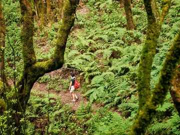 Plantas prehistóricas en La Gomera Plantas prehistóricas en La Gomera