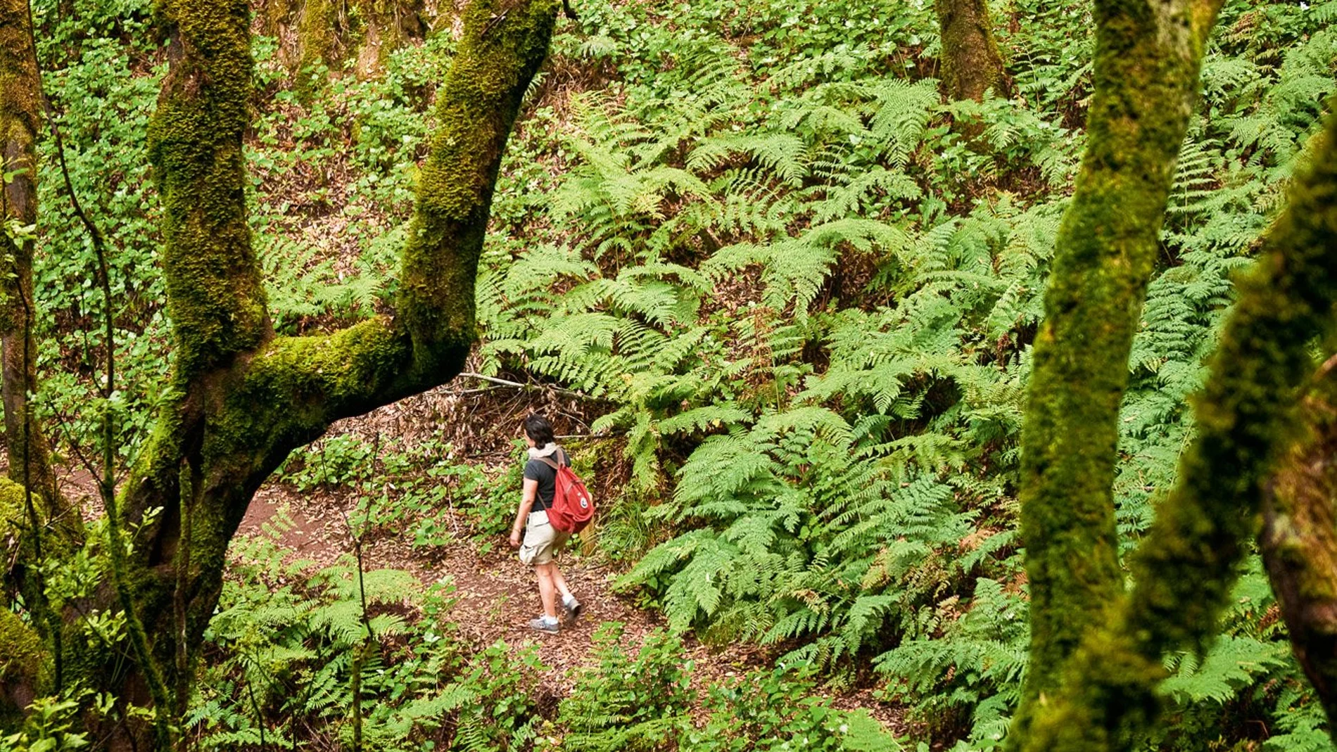 Plantas prehistóricas en La Gomera Plantas prehistóricas en La Gomera