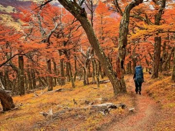 Los bosques de otoño en La Patagonia