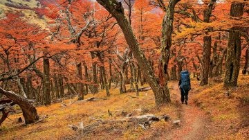 Los bosques de otoño en La Patagonia
