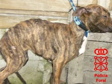 La perra que sobrevivió tras el abandono La perra que sobrevivió tras el abandono