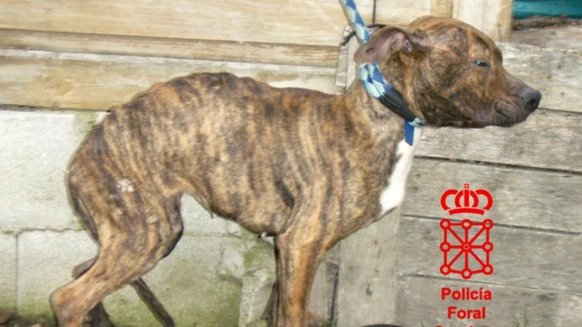 La perra que sobrevivió tras el abandono La perra que sobrevivió tras el abandono