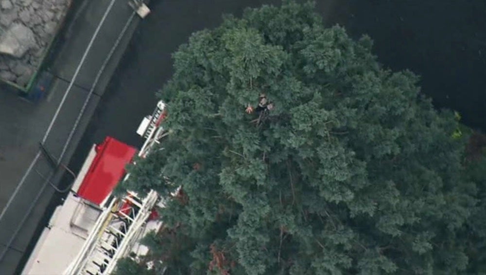 Hombre subido a un árbol durante más de un día en Seattle