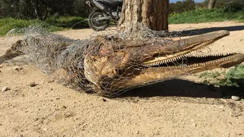 La Policía de Madrid encuentra el cadáver de un posible delfín en Casa de Campo La Policía de Madrid encuentra el cadáver de un posible delfín en Casa de Campo