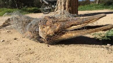 El Seprona no descarta ninguna hipótesis sobre el hallazgo de un delfín en la Casa de Campo de Madrid