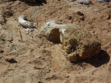 Calavera de mamut encontrado en Oklahoma (EEUU)
