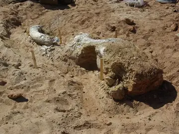 Calavera de mamut encontrado en Oklahoma (EEUU) Calavera de mamut encontrado en Oklahoma (EEUU)