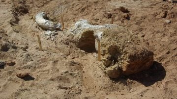 Calavera de mamut encontrado en Oklahoma (EEUU)